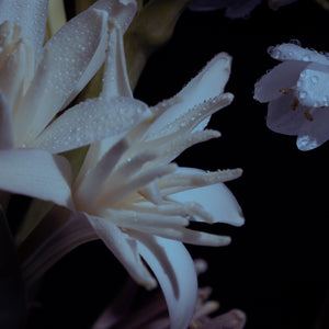 Close-up of a white flower with water droplets on a dark background