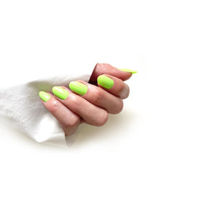 HELLO TOMATO Venus Flytrap