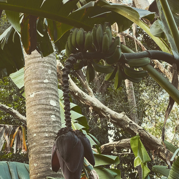 LEPAAR LOTUS LIGHT PERFUMED HAIR OIL Revitalising Botanical Keratin Oil