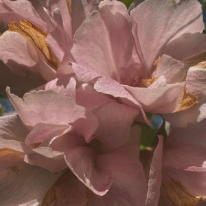 Close-up of pink flowers with a blurred background