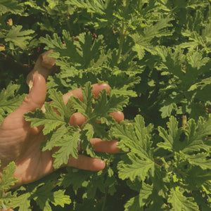 LEPAAR Revive Deep Cleansing Oil / Purifying