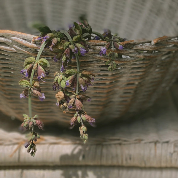 A plant with purple flowers on a woven basket background. LEPAAR Serenity Evening Balsam