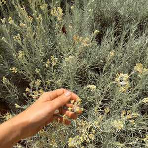 Hand holding a small plant with grayish-green leaves and yellow flowers in front of a bush with similar foliage. LEPAAR Zen Matcha Cashmere / Reforming Night Serum