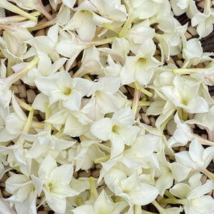 LIVE BOTANICAL Moonlit Jasmine Elixir