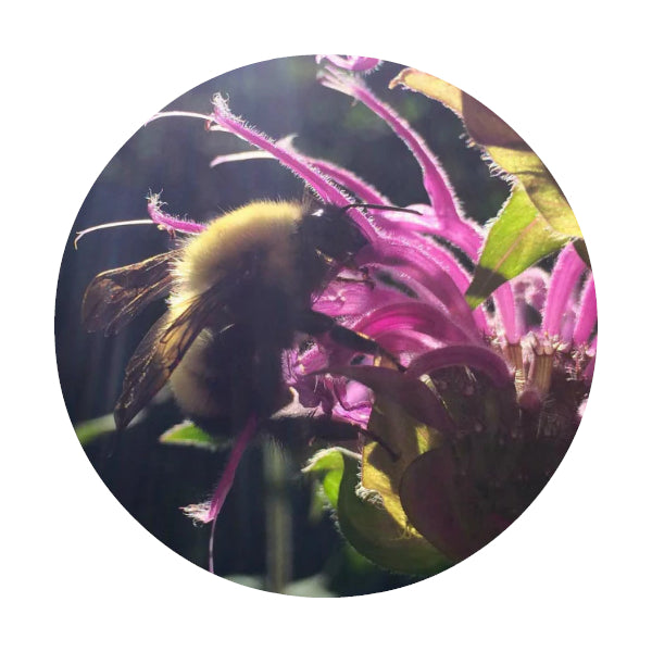 LIVING LIBATIONS Bee Balm Essential Oil 5ml