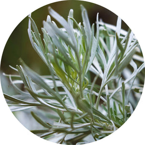 LIVING LIBATIONS Blue Sagebrush Essential Oil 15ml