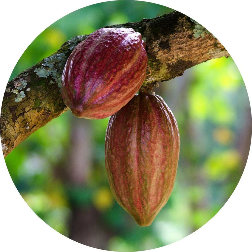 LIVING LIBATIONS Cacao Absolute 5ml