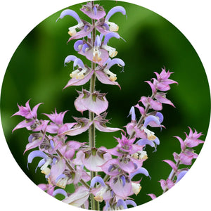 LIVING LIBATIONS Clary Sage Absolute 5ml