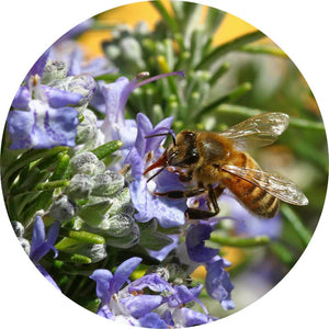 LIVING LIBATIONS Rosemary Verbenone Essential Oil ALWAYS SHOW