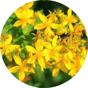  Living Libations Saint Johnswort Carrier Oil – wildcrafted, sun-infused, and deeply nourishing for the skin. ALWAYS SHOW