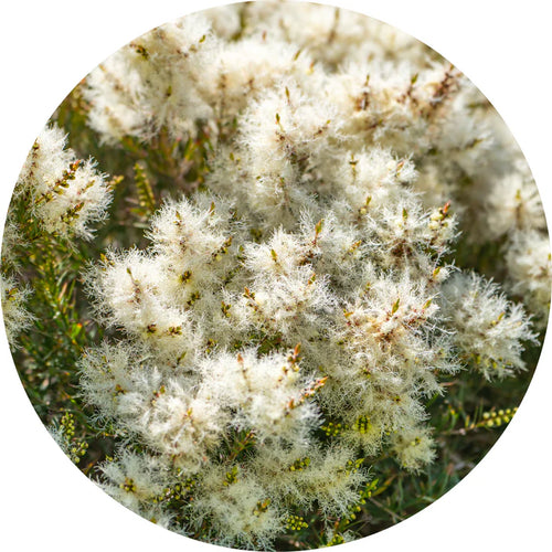 LIVING LIBATIONS - Tea Tree Essential Oil