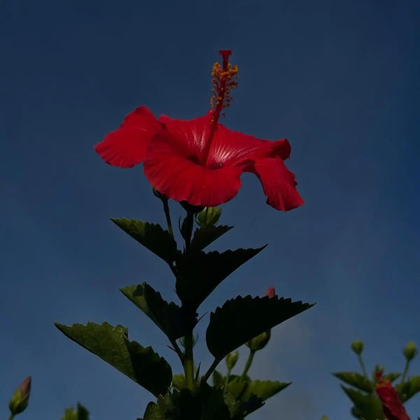 MONASTERY MADE Monastery x Coppola Hideaways Essence