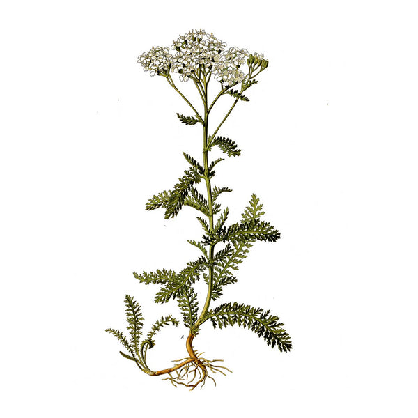 A botanical illustration of yarrow with small white flowers, green leaves, and a brown root system, isolated on a white background.