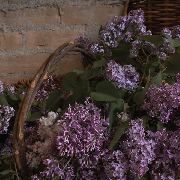 Basket filled with purple lilac flowers against a brick wall. TIDELANDS HOUSE Lilac Nectar Artisanal Copper Distillate