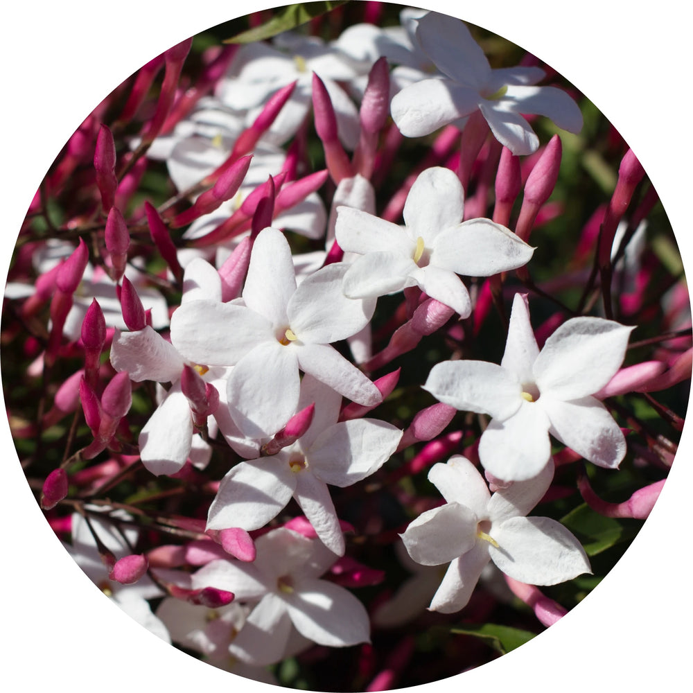 LIVING LIBATIONS Jasmine Attar Motia Essential Oil 2.5 5