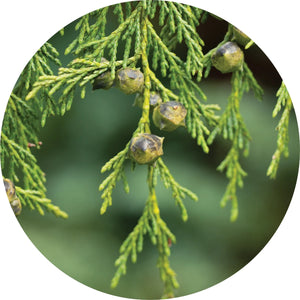 LIVING LIBATIONS Cypress Essential Oil 5 15