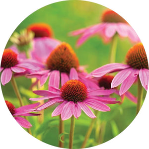 Living Libations Echinacea – Ginger + Orange Blend bottle with organic essential oils for soothing skin, immunity, and wellness support. ALWAYS SHOW