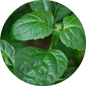 LIVING LIBATIONS Patchouli Essential Oil ALWAYS SHOW